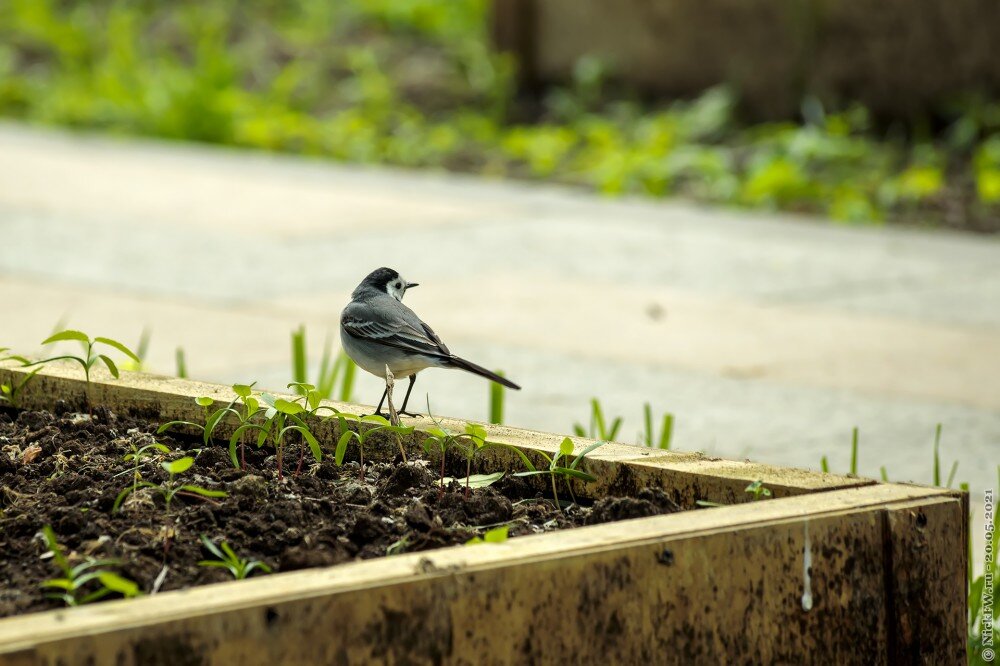 1. Белая трясогузка © NickFW.ru — 20.05.2021г.