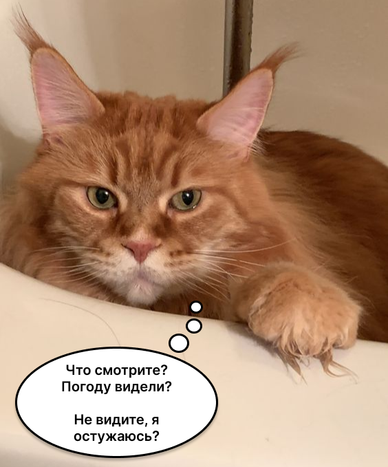 Питомцы и жаркая погода