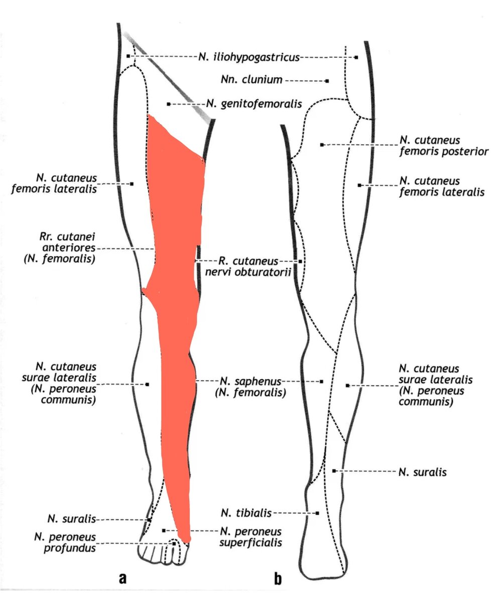 Нейропатия бедренного нерва симптомы. Проекция бедренного нерва. Зона иннервации бедренного нерва. Нервы в ногах схема. Наружный кожный нерв бедра.