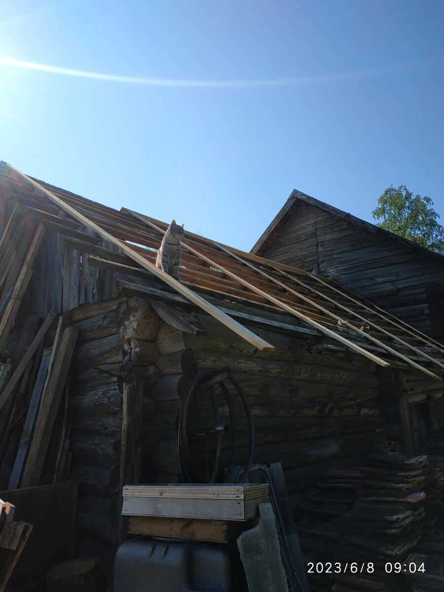 Барсик - впередсмотрящий)