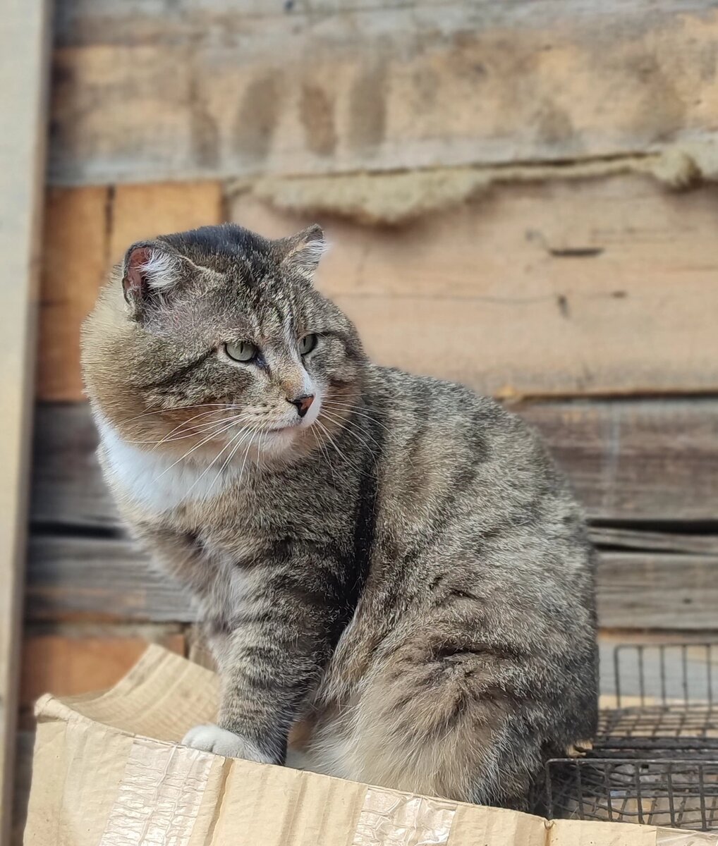 Котик Вася