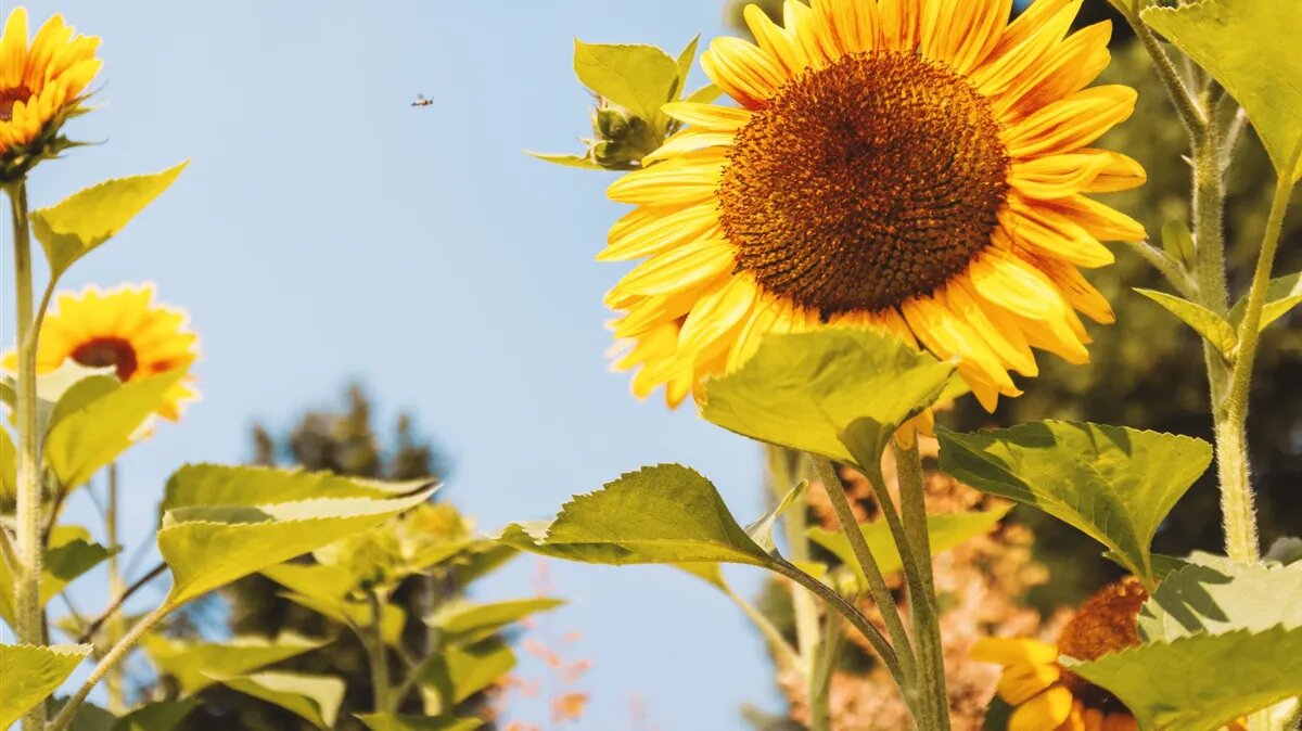 Какой будет погода в июне в столице России. Фото: www.piqsels.com