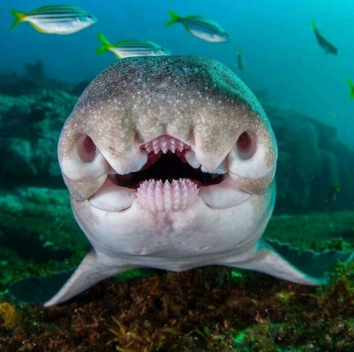 Источник: https://www.reddit.com/r/OceansAreFuckingLit/comments/txn3f9/the_face_of_a_port_jackson_shark
