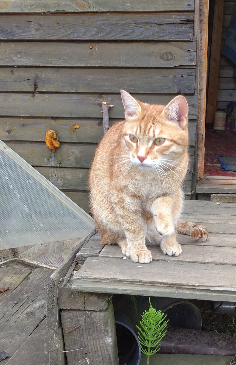 Личное  фото