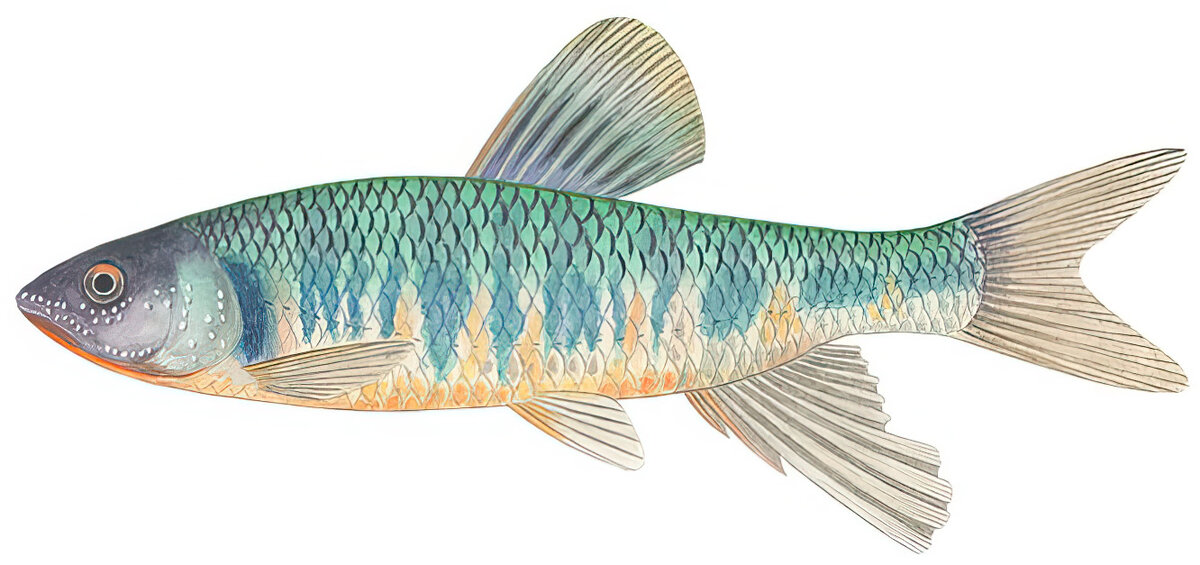 Zacco platypus – самец