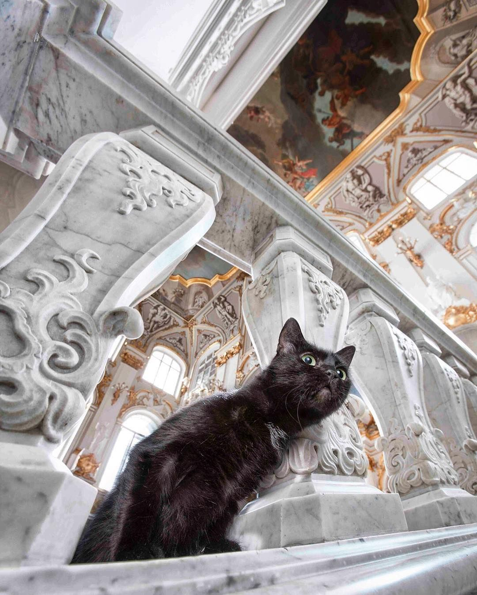 Почему кот эрмитажный. Эрмитажные коты. коты эрмитажа. петербургские эрмитажные коты. эрмики коты эрмитажа.