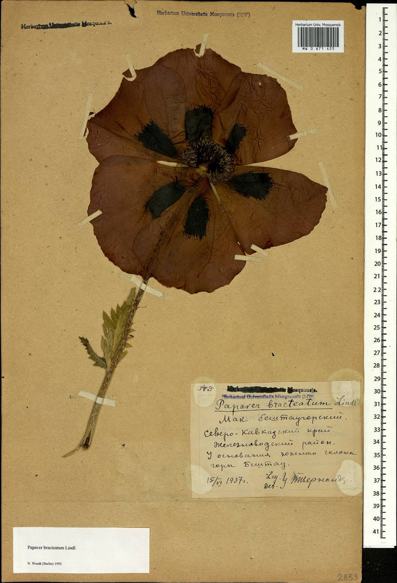 Фото с инета. Гербарий.