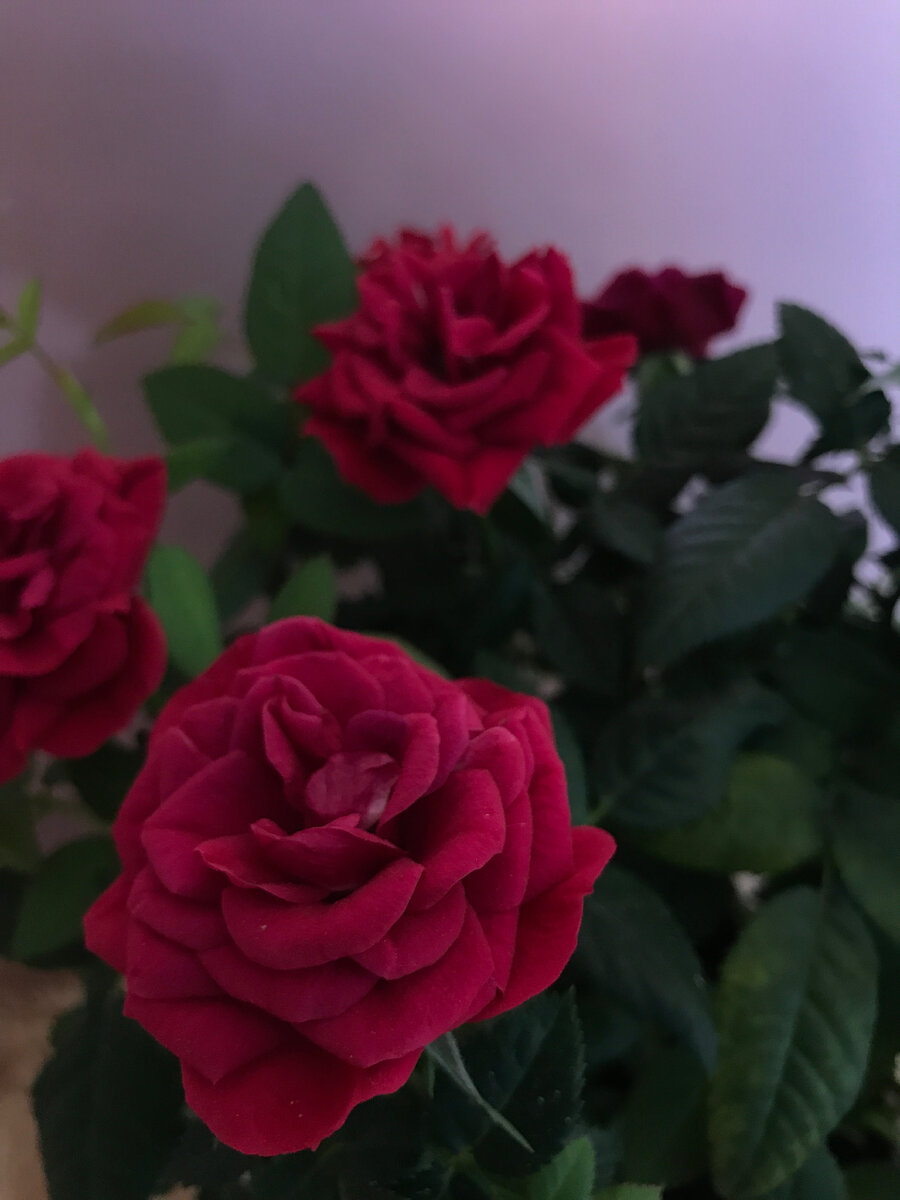 Как вырастить дома роскошную комнатную розу: правила ухода