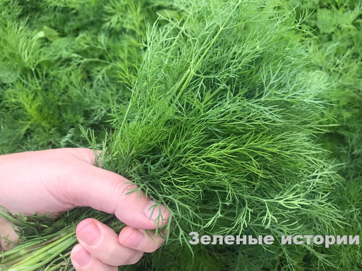 Такой вот укропчик уже вырос