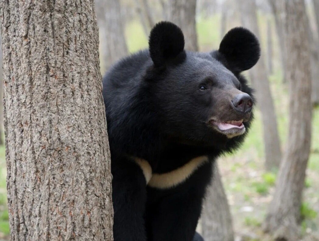Гималайский медведь