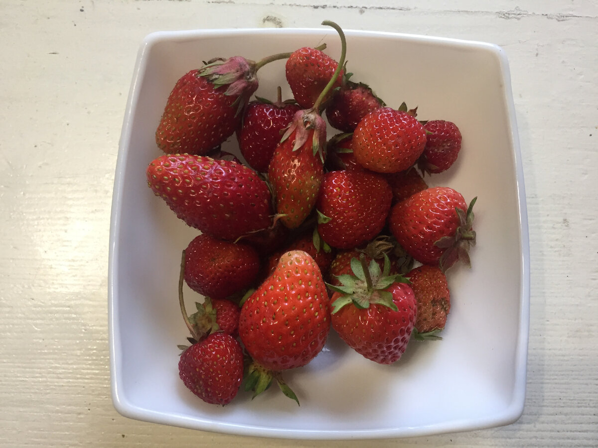 Первый урожай клубники