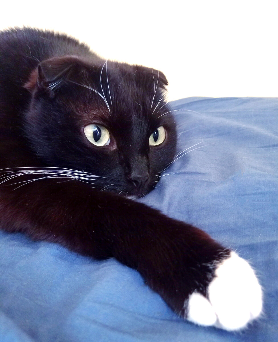 Сурен, может покошмарить "мышку", спрятавшуюся в одеяле