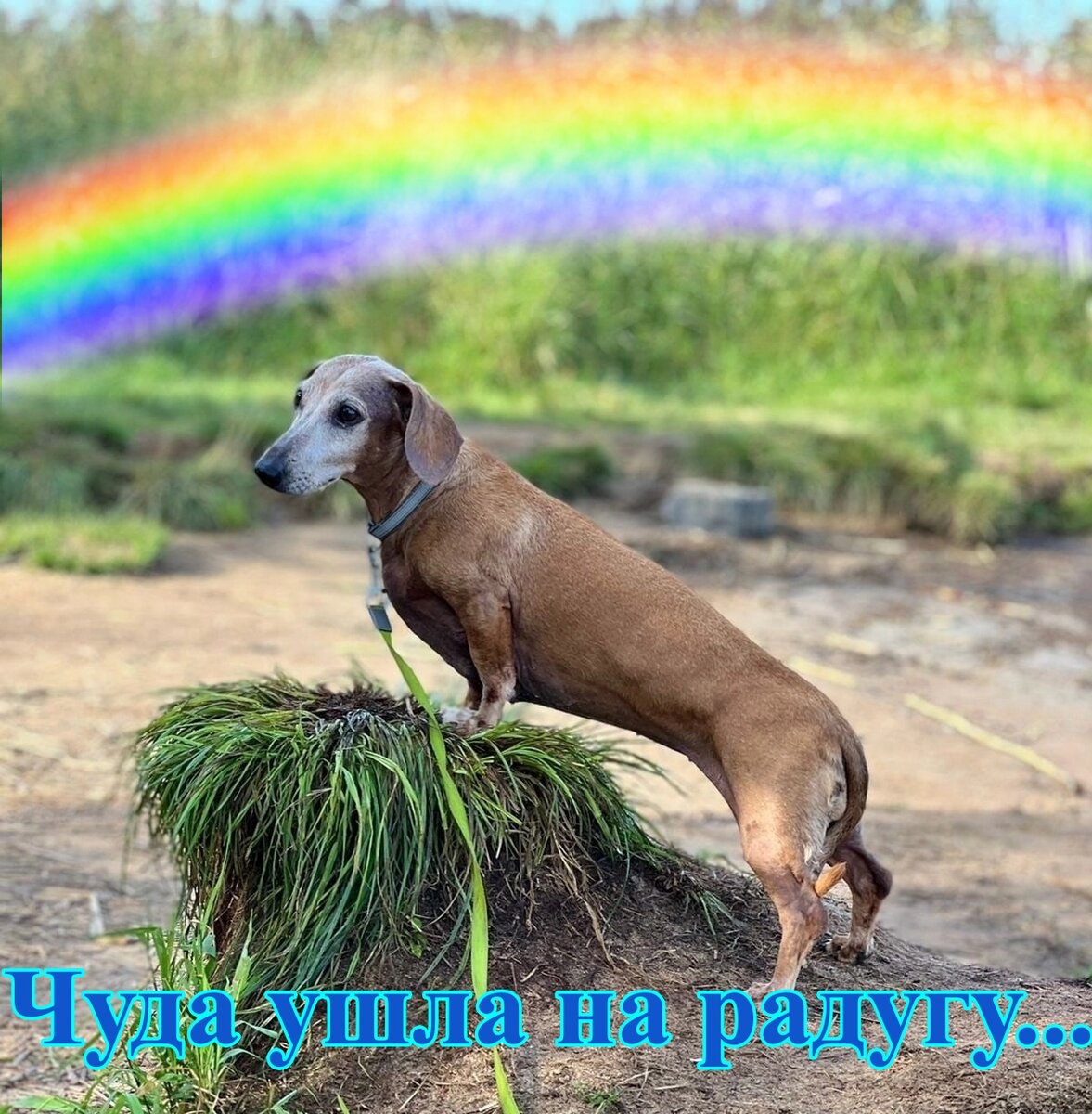 Кошка ушла на радугу картинка