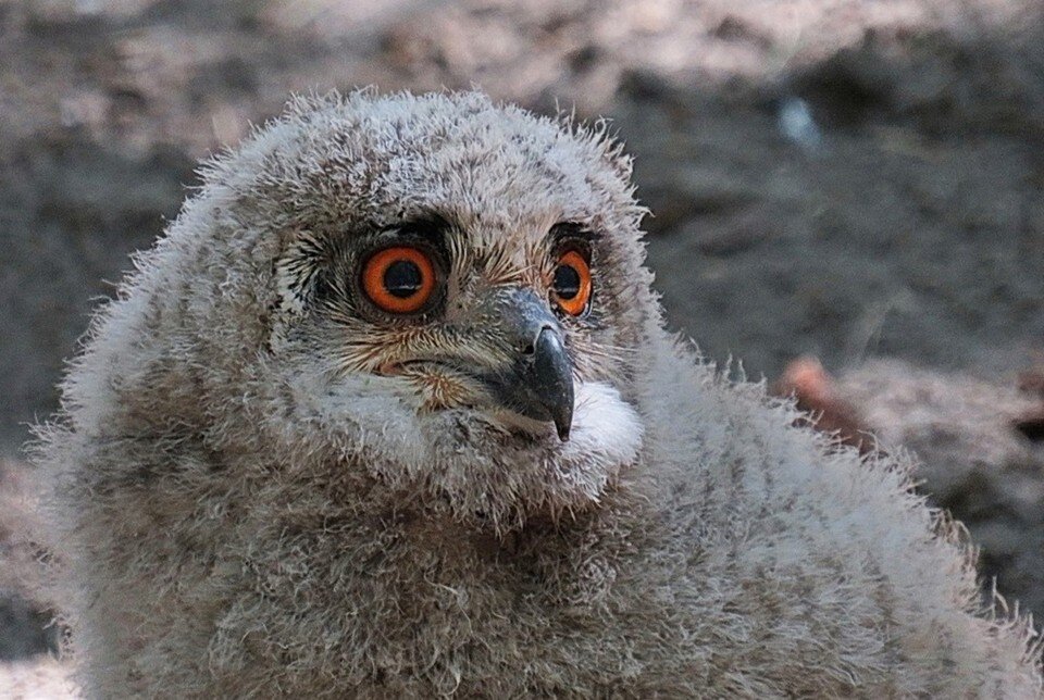    Птенец филинов активно изучает мир. Фото: Анны Новиковой.