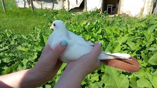 Бесплатное приобретение голубей.