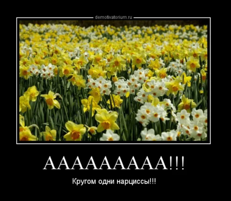 Кругом - нарциссы, фото из Яндекса.