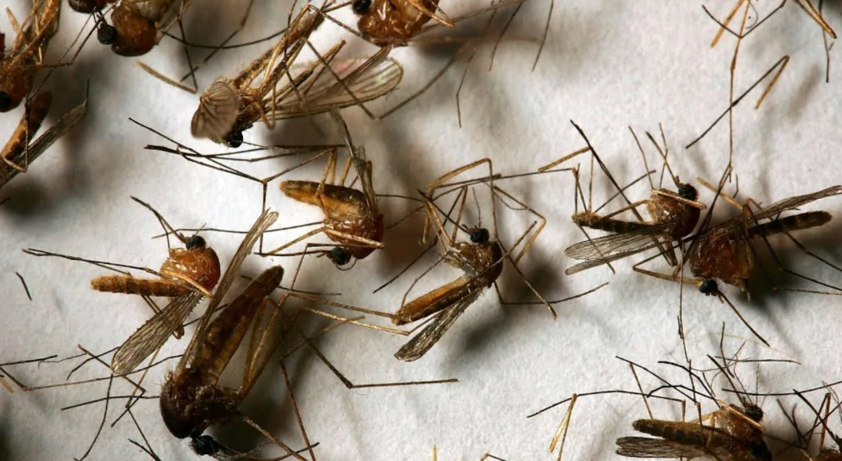 Каким образом комары попадают в квартиру?