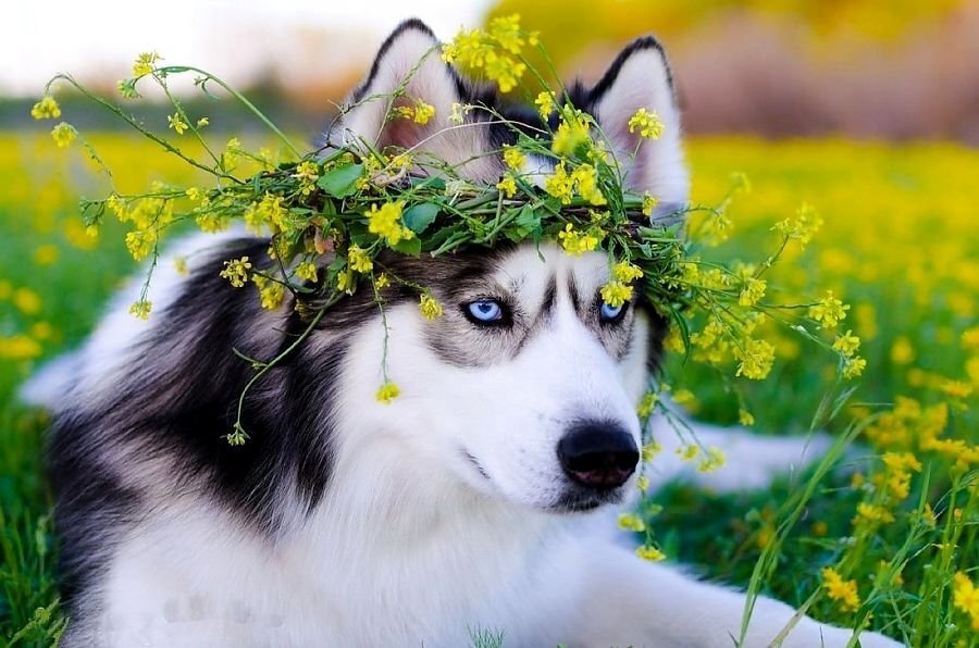 Участвовать в соревнованиях и испытаниях с вашими собаками