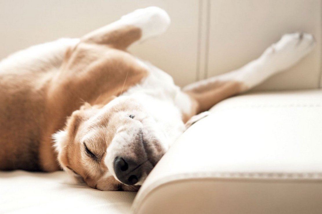 Почему собаки спят в ногах. Диван для собаки. Щенок на диване.