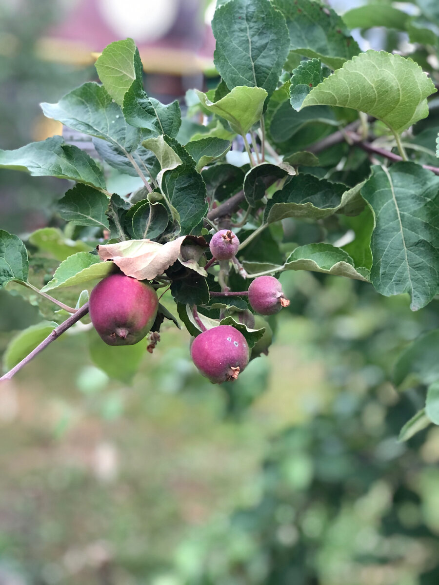 Яблонька все фото автора