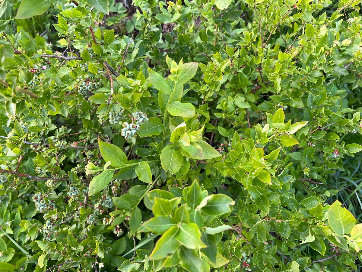 Фото автора. 14 июня 2023г