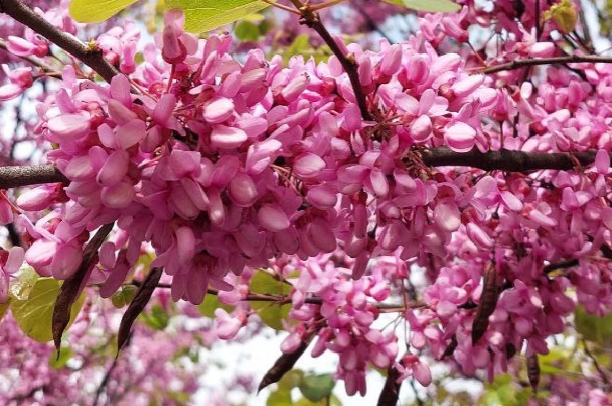    В Новосибирске ожидается потепление до +27 градусов и дождь в выходные