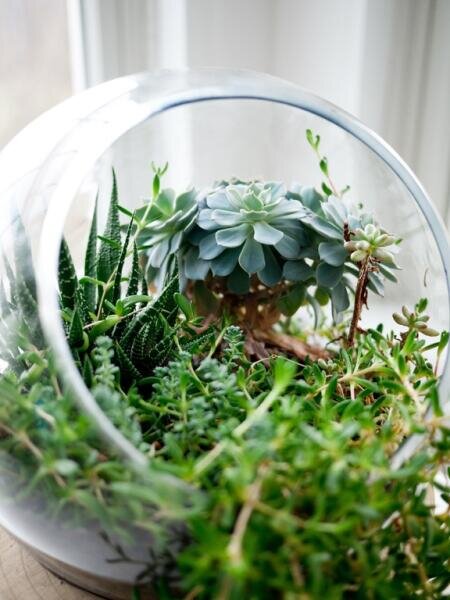 Мини-сад за стеклом: как создать флорариум