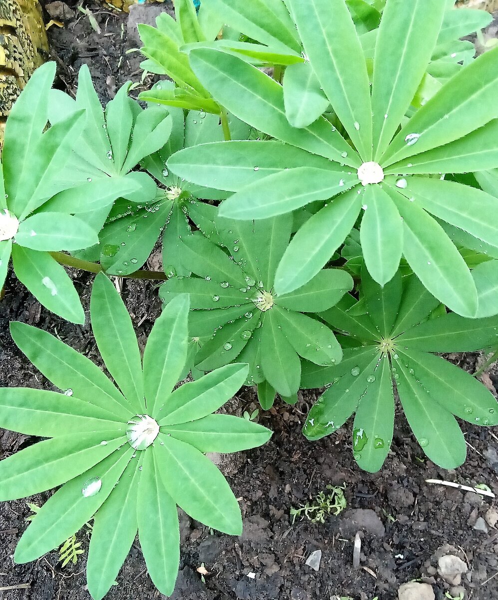 Цветы без цветков. Фото автора канала.
