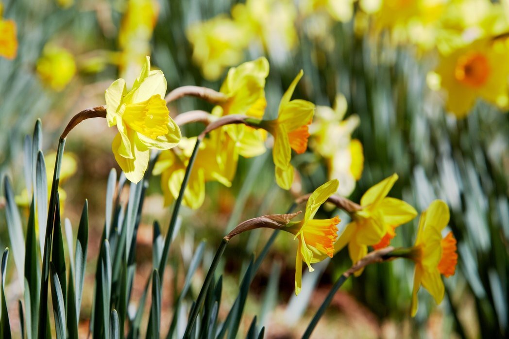     Когда и как сажать нарциссы