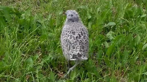 Фото и путешествия | Анна Клишина | Птенец чайки дал дёру, а мама с ...