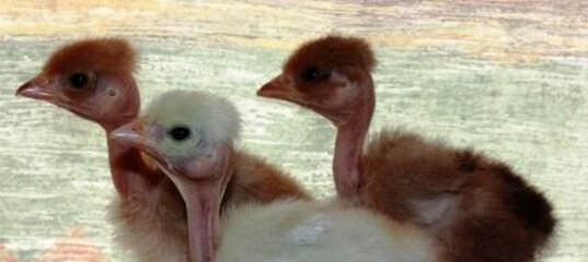 голошейка с французского яйца