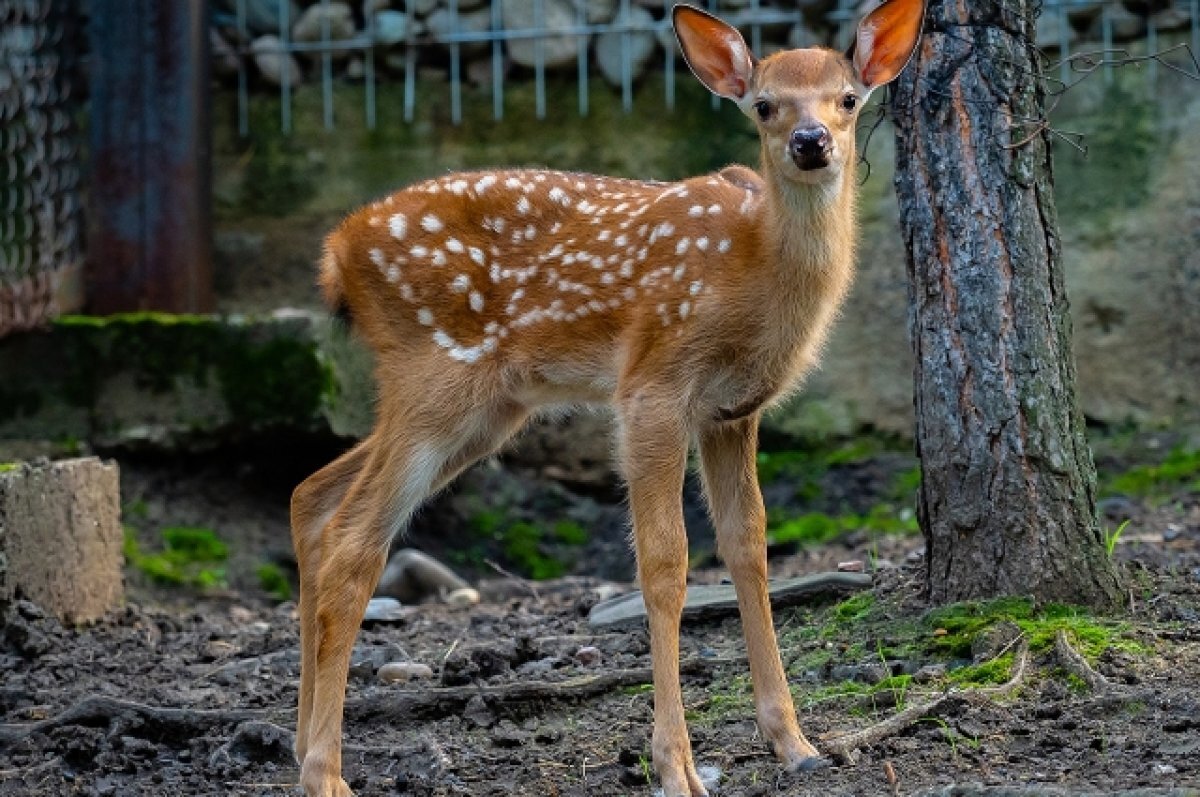    На Алтае крошечный олененок вышел к людям в поисках пропитания