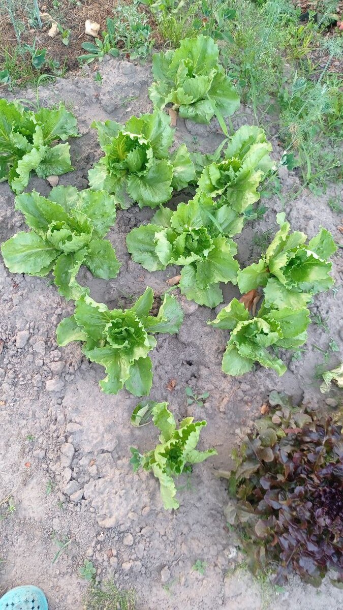 Грядка той же подписчицы Дачного агронома, с тем же салатом, но без мульчи