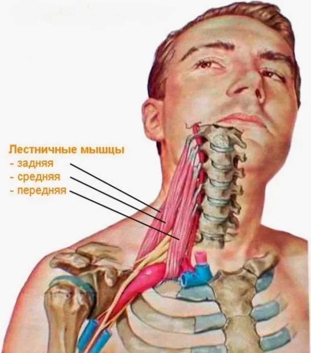 Мышцы шейного отдела