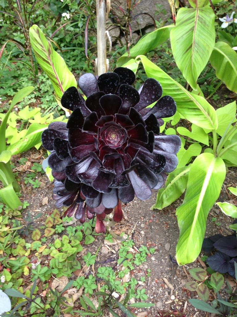 Вечнозелёные цветочки 