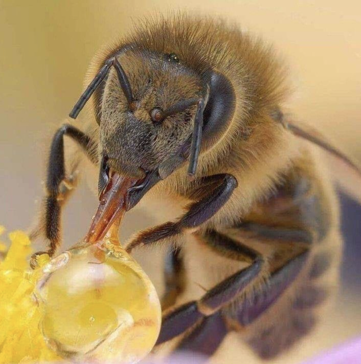 Пчелиный нектар. Хоботок шмеля. Хоботок пчелы. Пчела с нектаром. Нектар пчелиный.