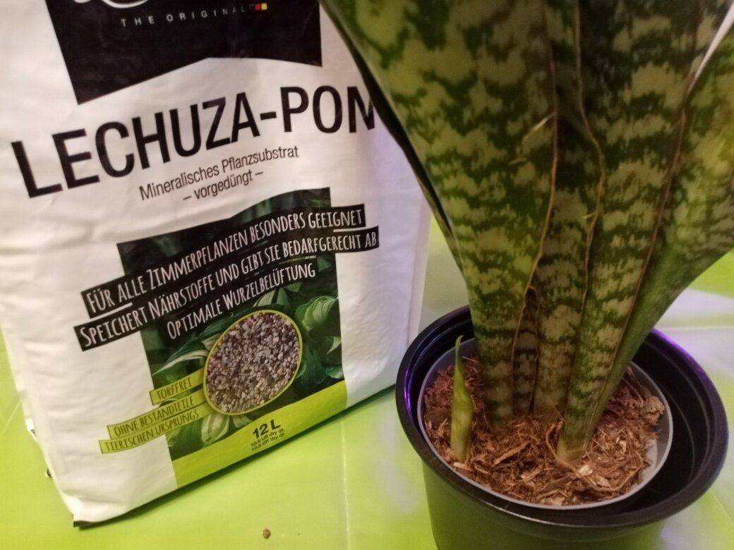 Подготовка к пересадке купленной сансевиерии Обритианы Дракон в январе 2023. Фото автора