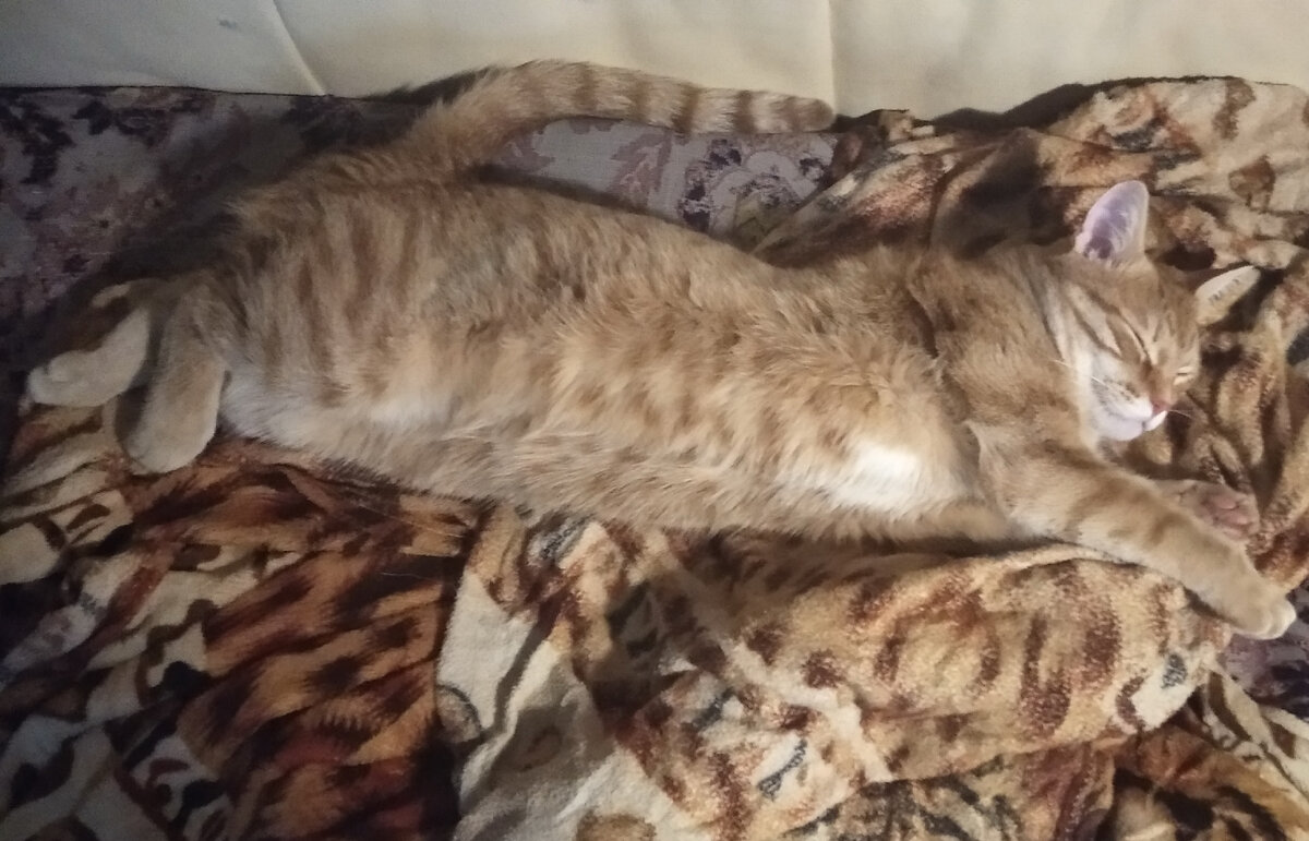 Личное   фото.  
