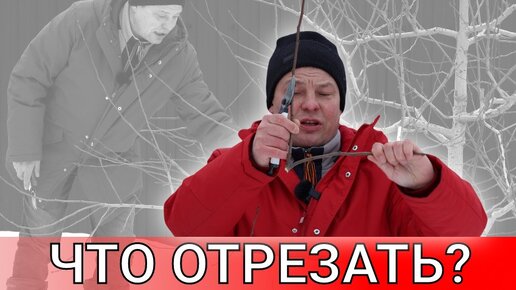 что отрезать, что оставить, как отрезать и главное зачем на примере груши Велеса, регион Москва, сезон 2023