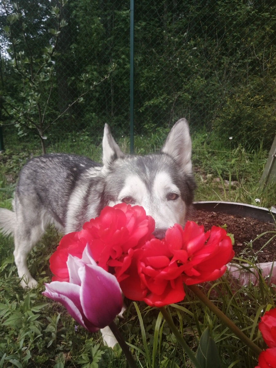 Викки в цветах