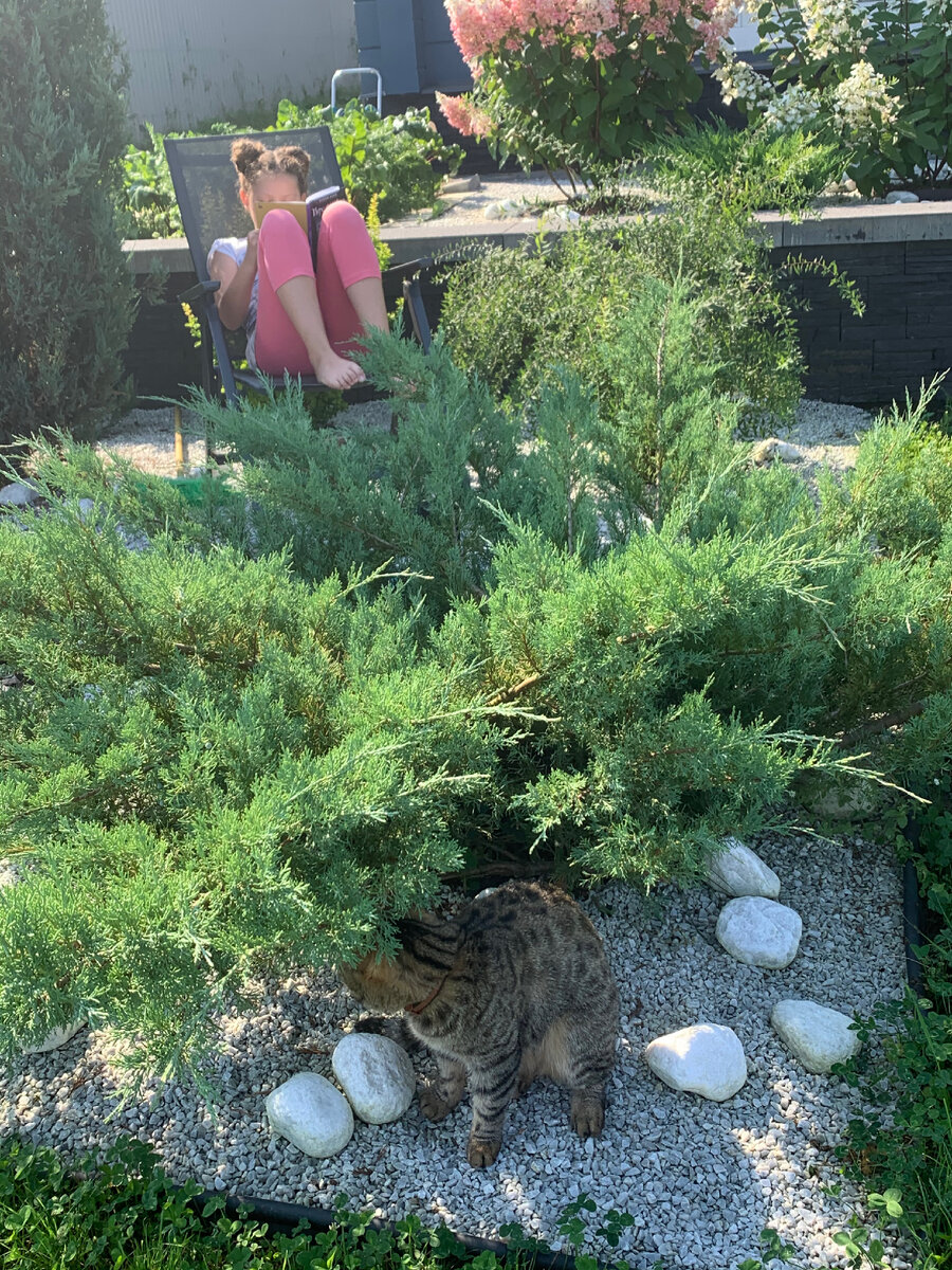 Можжевельник казацкий в моем саду.