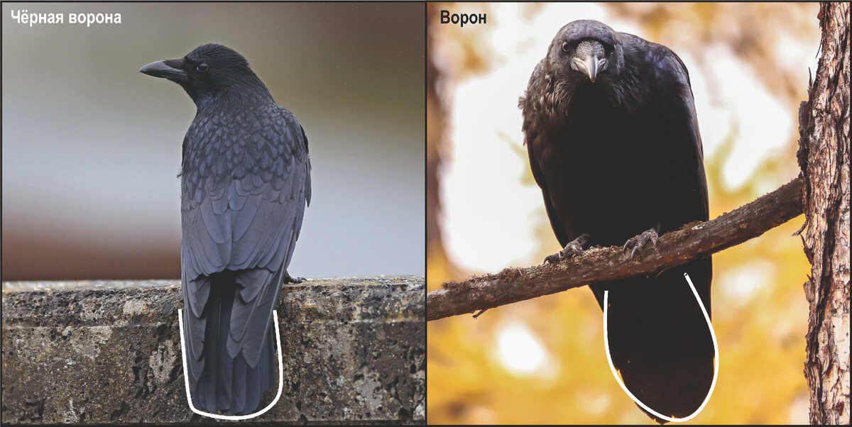 Как отличить ворона от вороны и грача? :: Почемучка. Ответы на детские вопросы