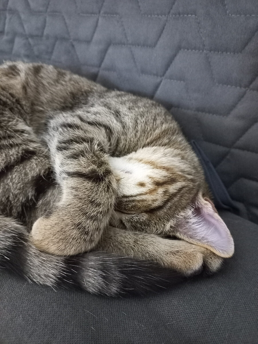 Очередной никому не нужный дикополосатик "материлиазовался" по середине сугроба. Хорошо, что мы его заметили.