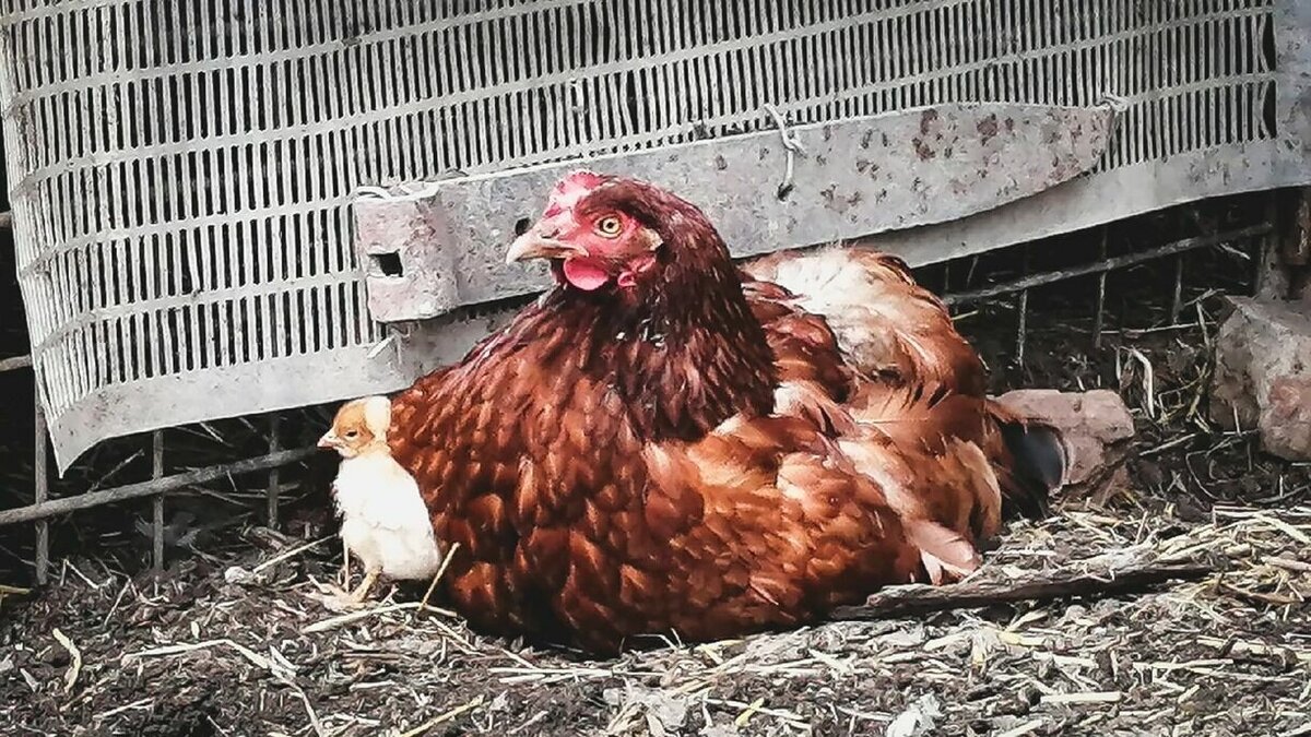     В Прионежском районе на одной из местных ферм открыта вакансия — на вахтовую работу приглашают ловца кур. Об этом пишет республиканский новостной сайт.