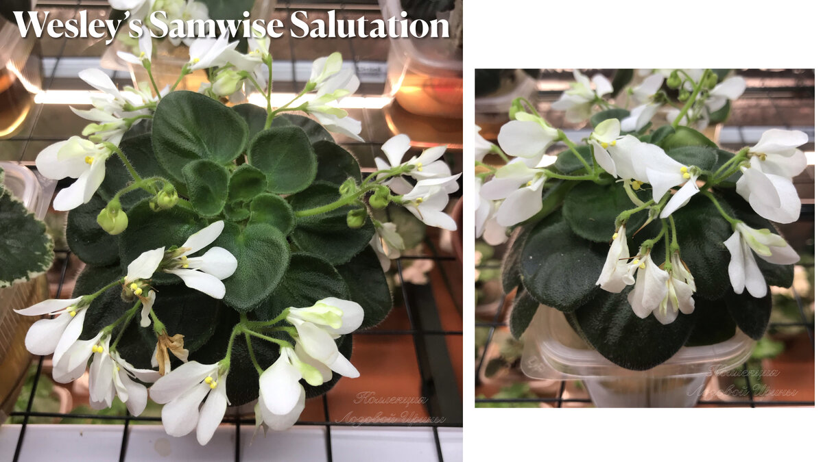 Wesley’s Samwise Salutation. Оски опадашки перестали опадать. Цветет приблизительно с Нового года. Точнее начала чуть раньше, к новому году уже вся была в осках-снежинках. Вянуть начала неделю как и то, завявшие оски убираю, новые распускаются. 