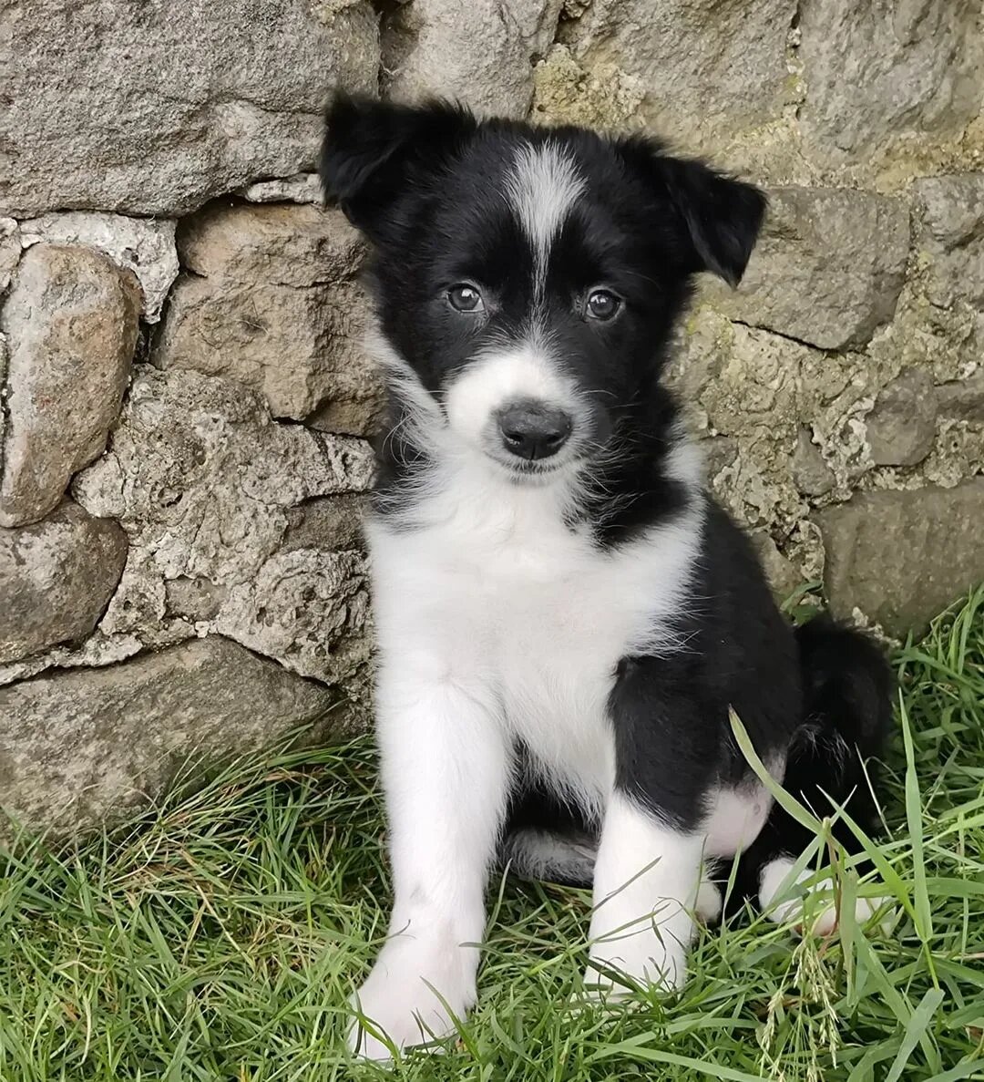 Яндекс картинки