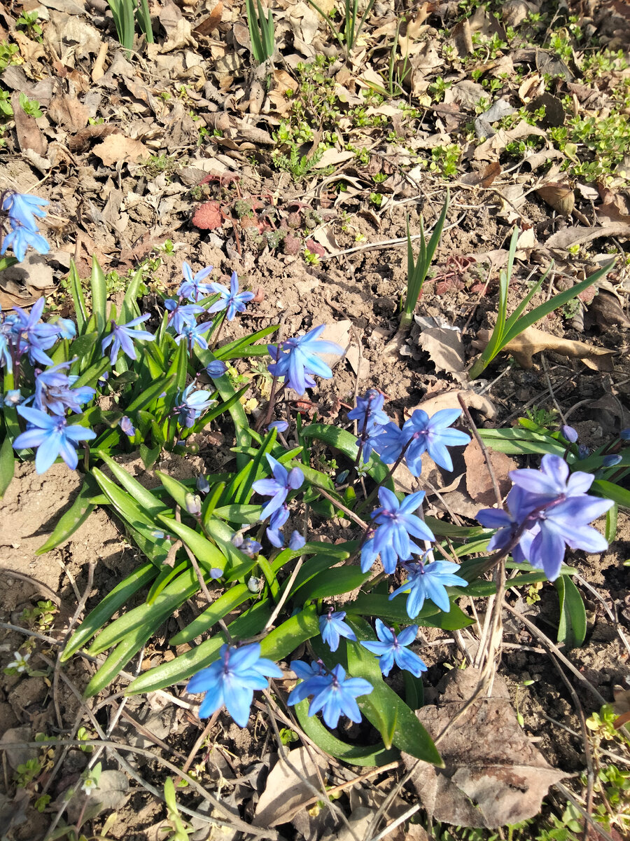 Фотала цветочки чтобы Вам показать