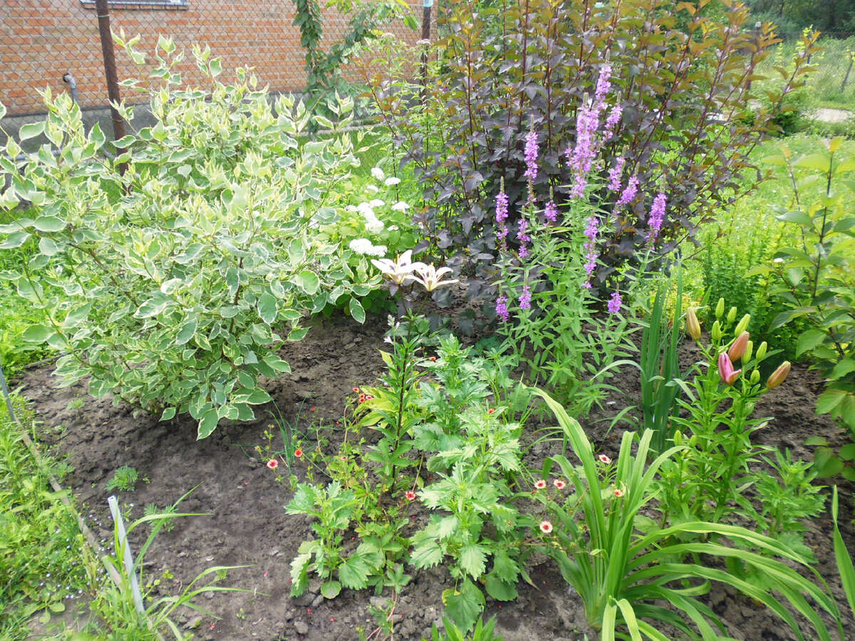 Слева - дерен белый "Сибирика Вариегата", справа - пузыреплодник "Диабло", здесь ему три года.