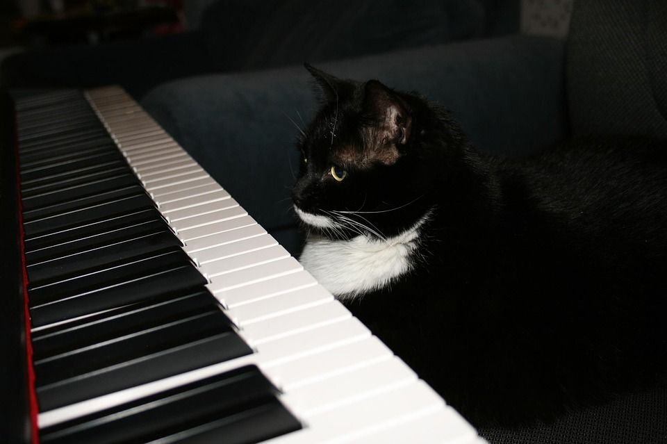 Как кошки реагируют на музыку | Мур - Мяу | Дзен