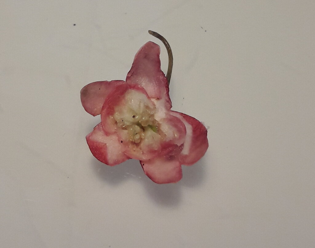 Открытая семенная коробочка Гаультерии лежачей